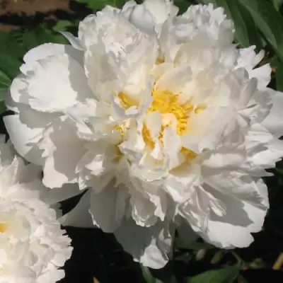 Пион БОУЛ ОФ КРИМ травянистый в Мозыре