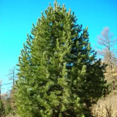 Сосна кедровая сибирская в Мозыре