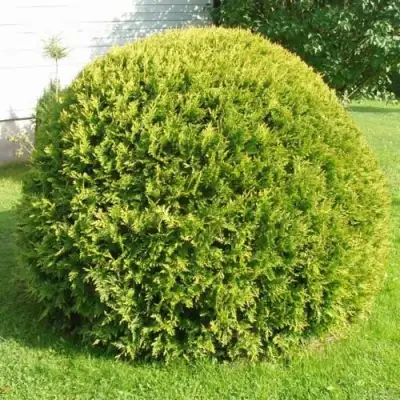 Туя ДАНИКА АУРЕА западная в Мозыре