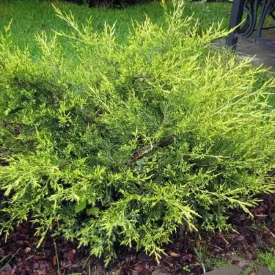 Можжевельник КУРИВАО ГОЛД китайский в Мозыре