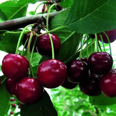 Дюк ЖИВИЦА (ЧЕРЕВИШНЯ) в Мозыре