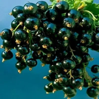 Смородина чёрная ИЗЮМНАЯ в Мозыре