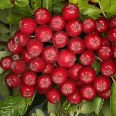 Рябина РУБИНОВАЯ сладкоплодная в Мозыре