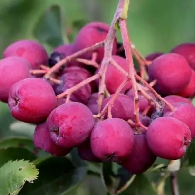 Рябина ДЕСЕРТНАЯ МИЧУРИНА сладкоплодная в Мозыре