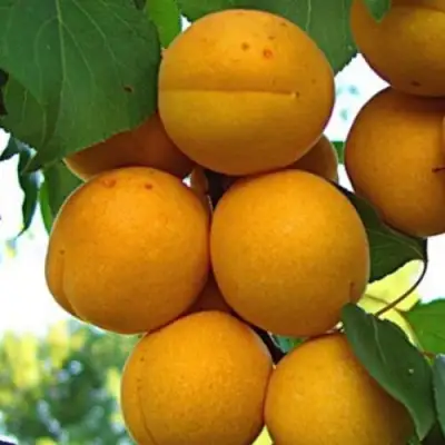 Абрикос ОНТАРИО в Мозыре