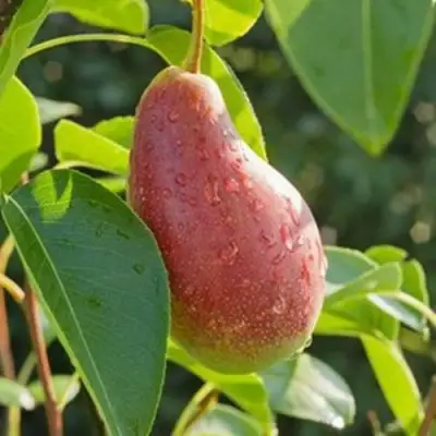 Груша ЯКОВЛЕВСКАЯ в Мозыре