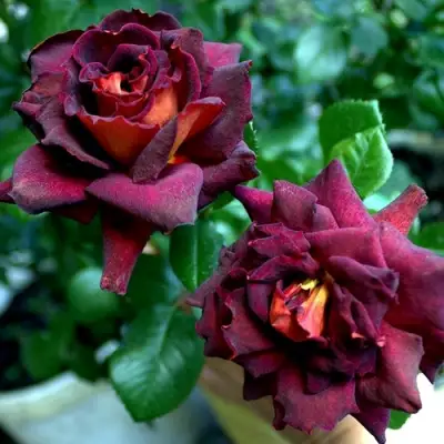 Роза ЭДДИ МИТЧЕЛЛ чайно-гибридная в Мозыре