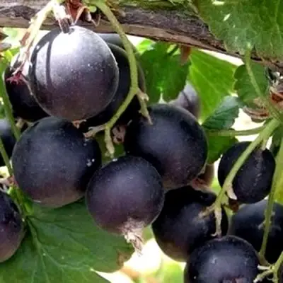 ЙОШТА в Мозыре