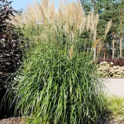 Мискантус ВАНИЛЛА СКАЙ китайский в Мозыре