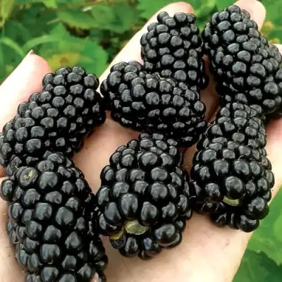 Ежевика ПРАЙМ АРК ФРИДОМ ремонтантная  в Мозыре