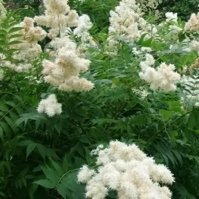 Рябинник рябинолистный в Мозыре