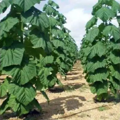 Павловния ПАО ТОГН Z07 в Мозыре