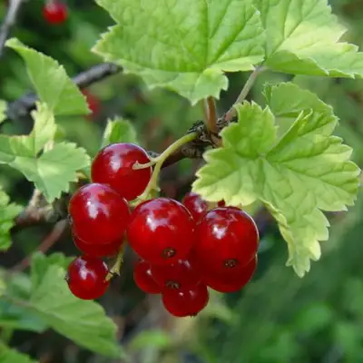 Смородина альпийская ШМИДТ в Мозыре