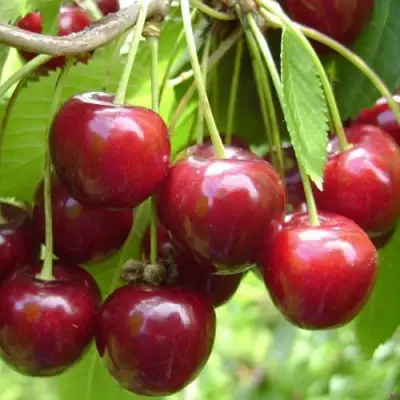 Черешня СИНЯВСКАЯ в Мозыре