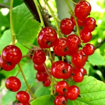 Смородина красная КОРАЛЛОВАЯ в Мозыре