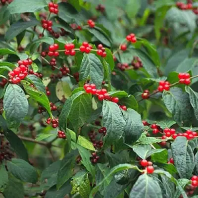 Жимолость МААКА в Мозыре