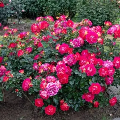 Роза БРЕРА флорибунда в Мозыре