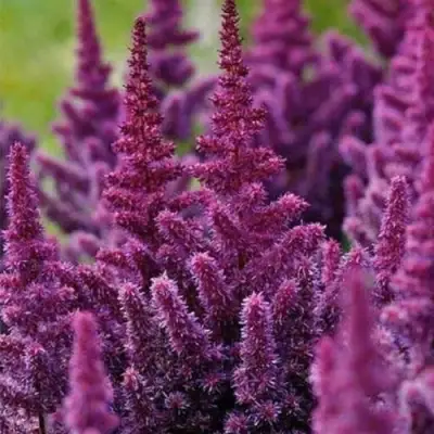 Астильба ПЕПЛ РЕЙН гибридная в Мозыре