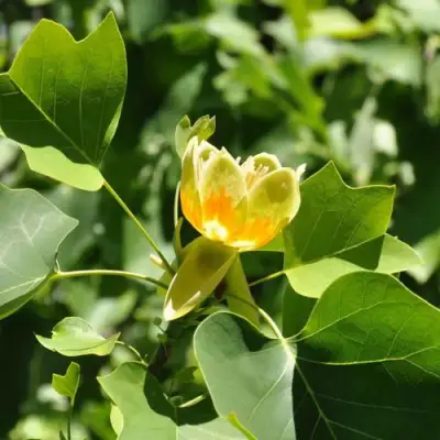 ЛИРИОДЕНДРОН тюльпанный в Мозыре