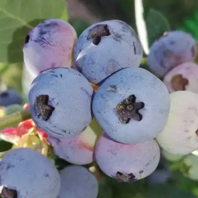 Голубика ХАРРИСОН в Мозыре