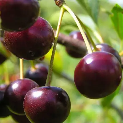 Вишня ЛИВЕНСКАЯ в Мозыре