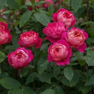 Роза БЕНДЖАМИН БРИТТЕН шраб в Мозыре