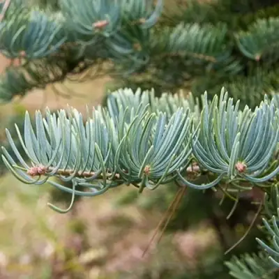 Пихта КОНКОЛОР в Мозыре