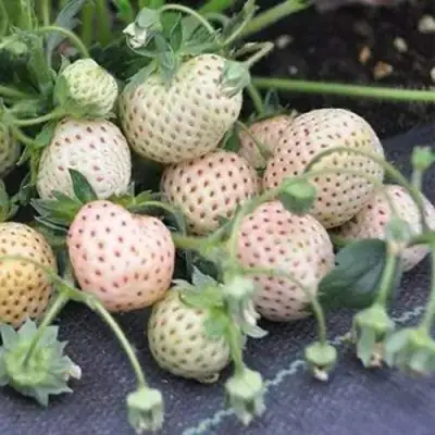 Клубника АНАНАСА ремонтантная в Мозыре