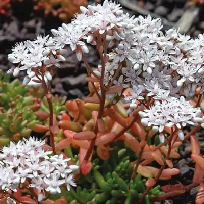 Очиток (седум) КОРАЛ КАРПЕТ белый в Мозыре