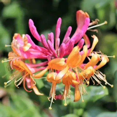 Жимолость ГЕКРОТА в Мозыре