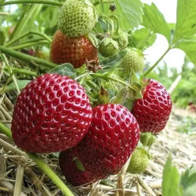 Клубника ЗЕНГА-ЗЕНГАНА в Мозыре