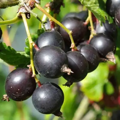 Йошта ДЖОСТАБЕРРИ в Мозыре