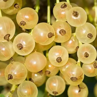 Смородина белая СМОЛЬЯНИНОВСКАЯ в Мозыре