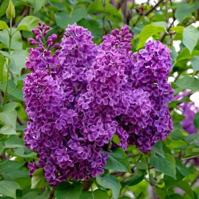 Сирень СУМЕРКИ в Мозыре