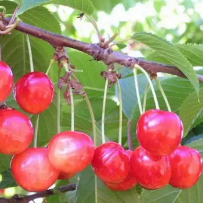 Черешня НАСЛАЖДЕНИЕ в Мозыре