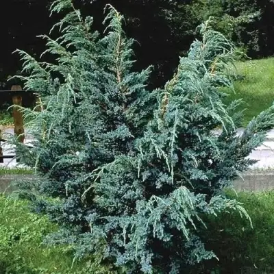 Можжевельник БЛЮ АЛЬПС китайский  в Мозыре