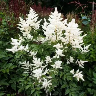 Астильба ДОЙЧЛАНД японская в Мозыре