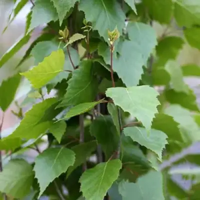 Береза ФАСТИГИАТА повислая  в Мозыре