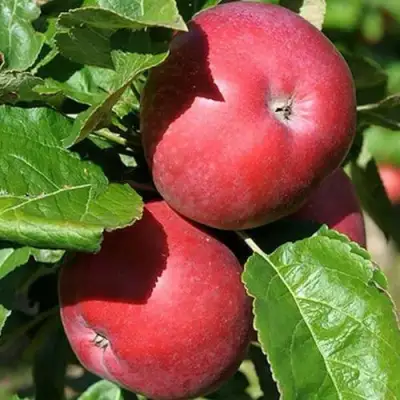 Яблоня СОЗВЕЗДИЕ колонновидная в Мозыре