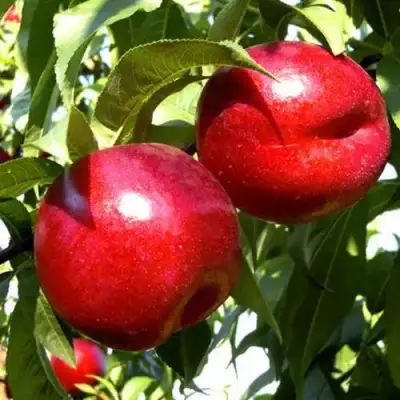 Нектарин ХАРКО в Мозыре