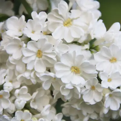 Сирень РОЧЕСТЕР в Мозыре