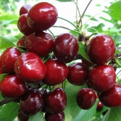 Черешня ГРОНКАВАЯ в Мозыре