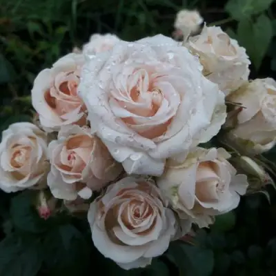 Роза ЯНА спрей в Мозыре