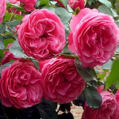 Роза ЛЕОНАРДО ДА ВИНЧИ флорибунда в Мозыре