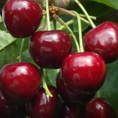 Черешня ГРОНКАВАЯ в Мозыре