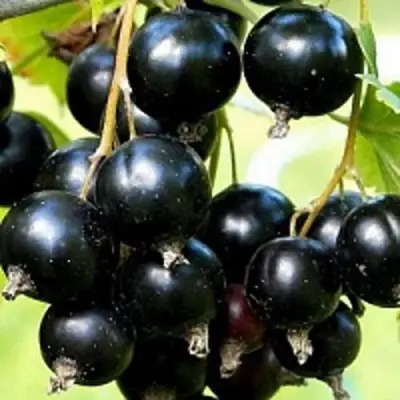 Смородина чёрная СОКРОВИЩЕ в Мозыре