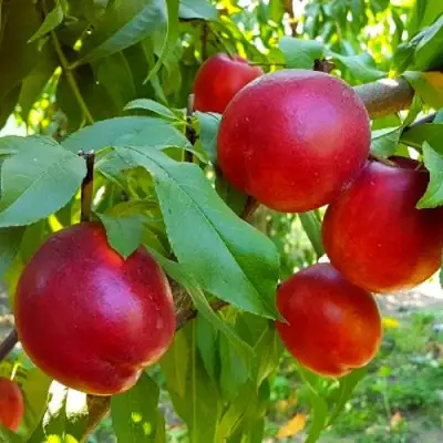 Нектарин НЕКТАРЕД-4 в Мозыре