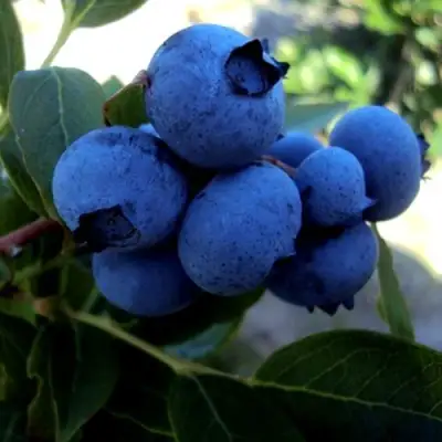 Голубика ДЖЕРСИ в Мозыре