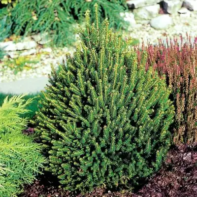 Ель КОМПАКТА обыкновенная в Мозыре