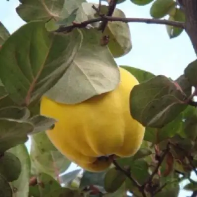 Айва АКАДЕМИЧЕСКАЯ в Мозыре